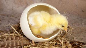 Pollito saliendo del huevo