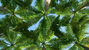 palmeras