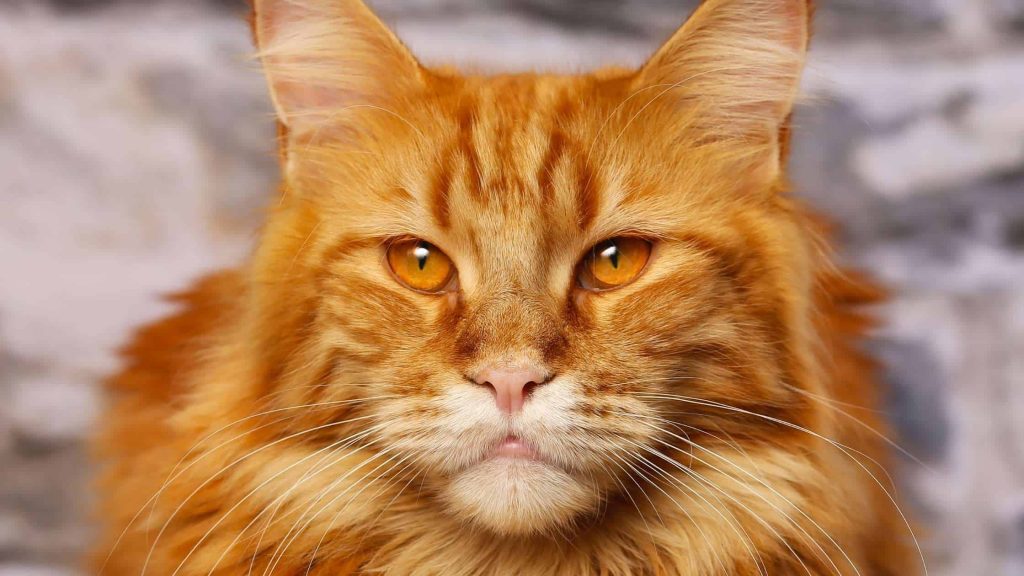 Curso de Scratch 3.0 del CRFPTIC